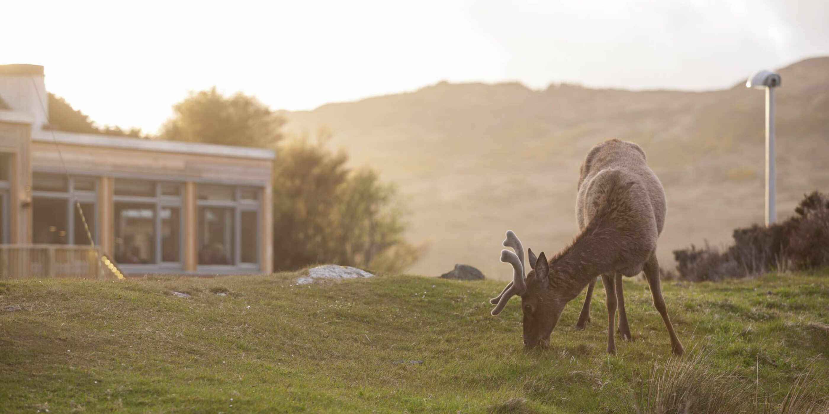 Kylesku Hotel Stag Helen Lucas Architects Photograph by Angus Bremner