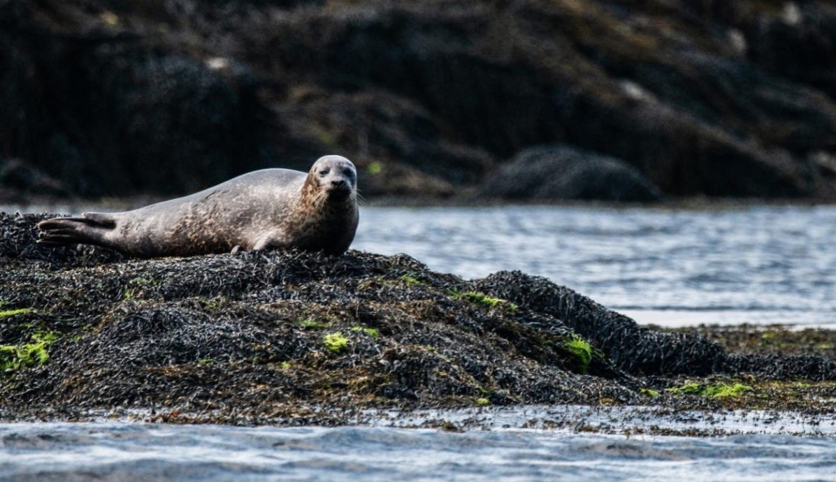 Seal newton resized