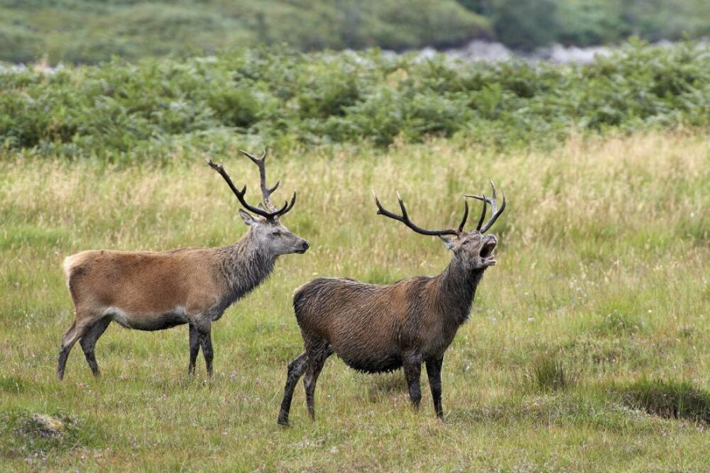 Stags roar during the autumn rutting season, captured by François Bertin