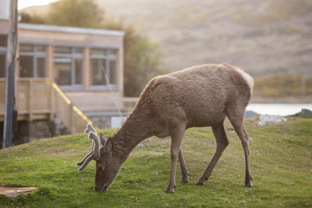 Highland wildlife deer