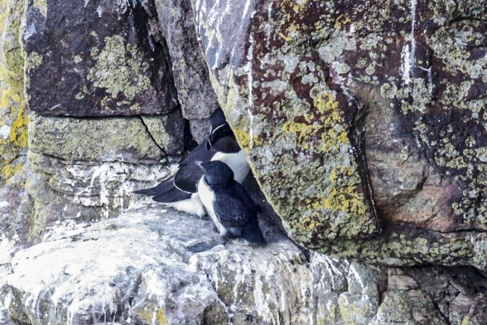 Razorbill and chick